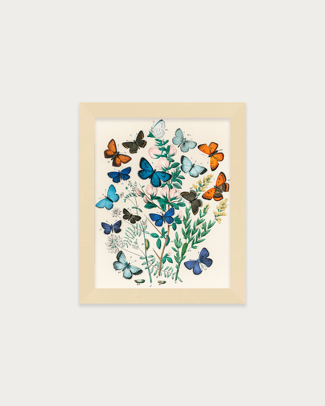 Butterflies and Moths