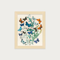 Butterflies and Moths