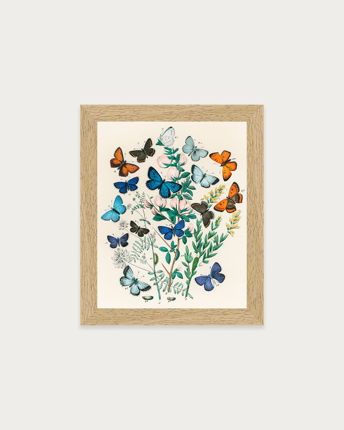 Butterflies and Moths