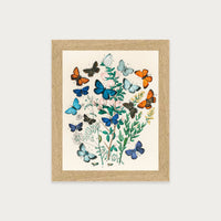 Butterflies and Moths