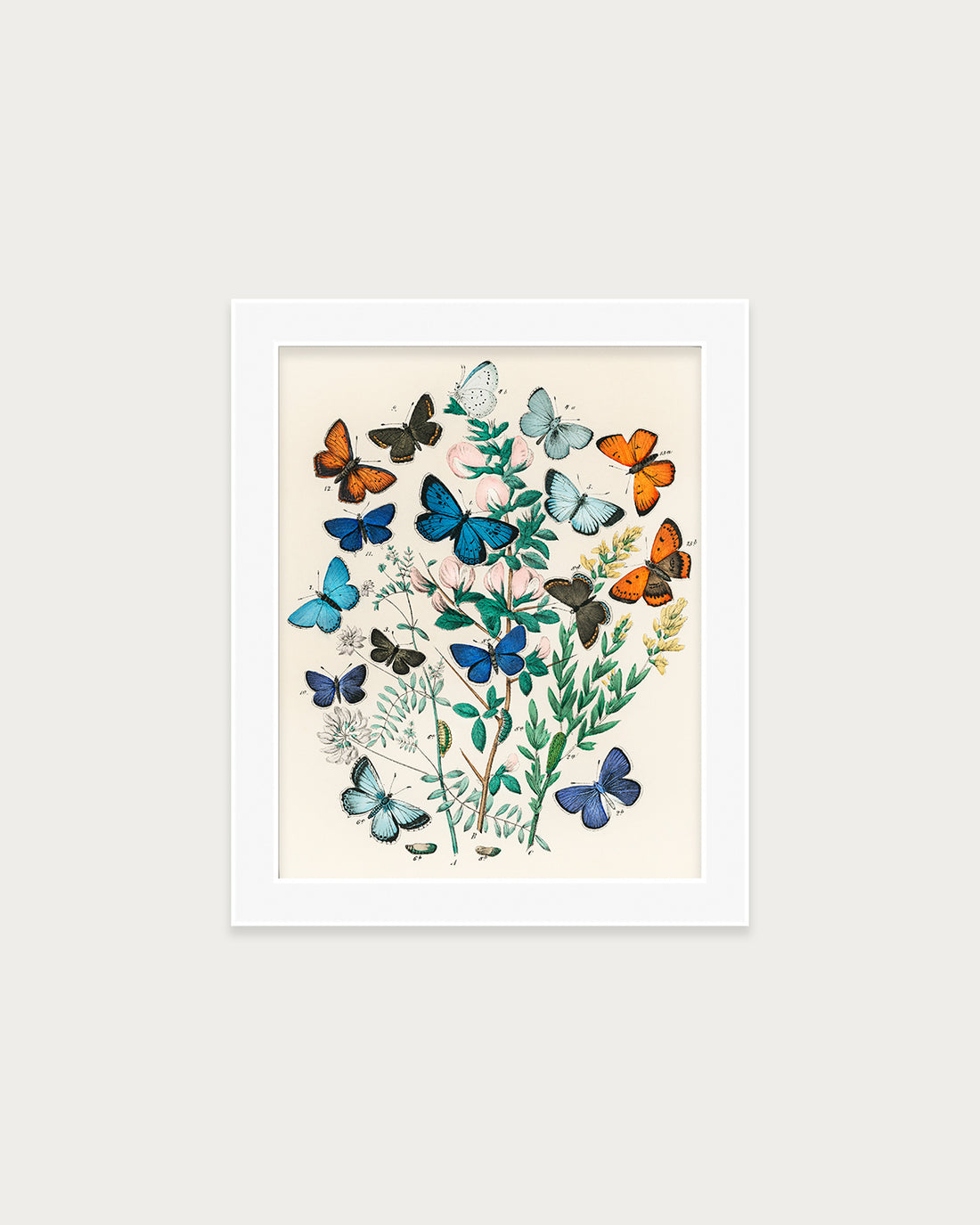 Butterflies and Moths