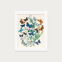Butterflies and Moths