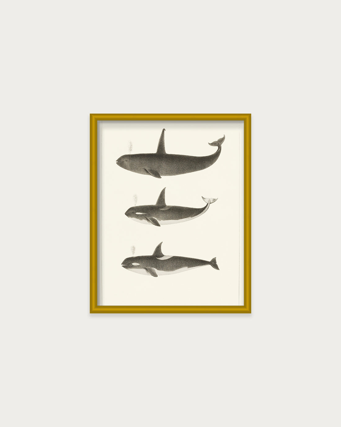 Orca and Killer Whales