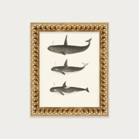 Orca and Killer Whales