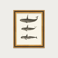 Orca and Killer Whales