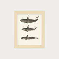 Orca and Killer Whales