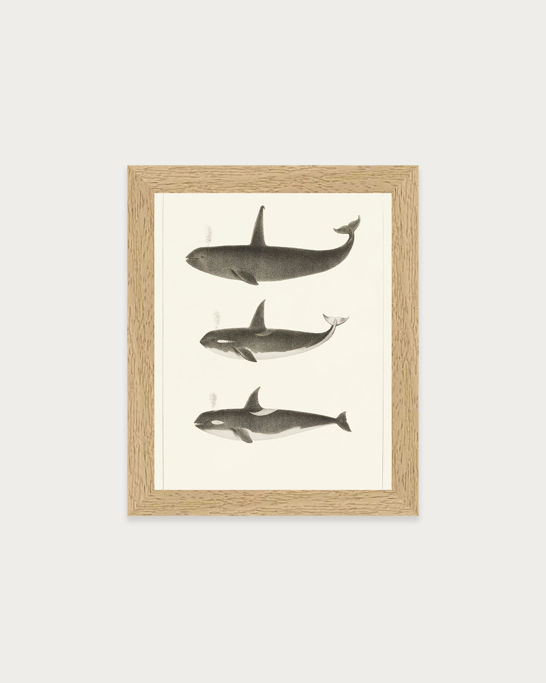 Orca and Killer Whales