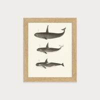 Orca and Killer Whales