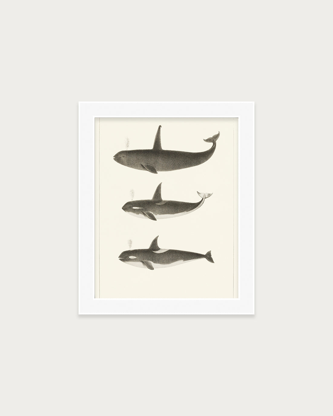 Orca and Killer Whales