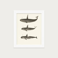 Orca and Killer Whales