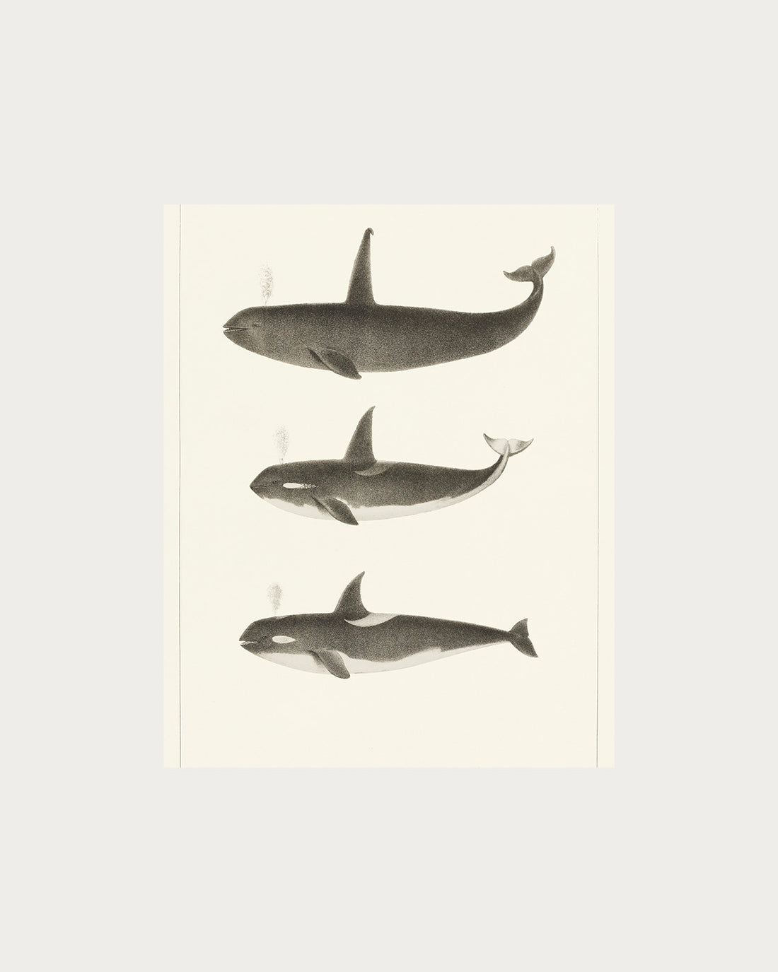 Orca and Killer Whales