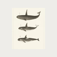 Orca and Killer Whales