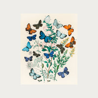 Butterflies and Moths