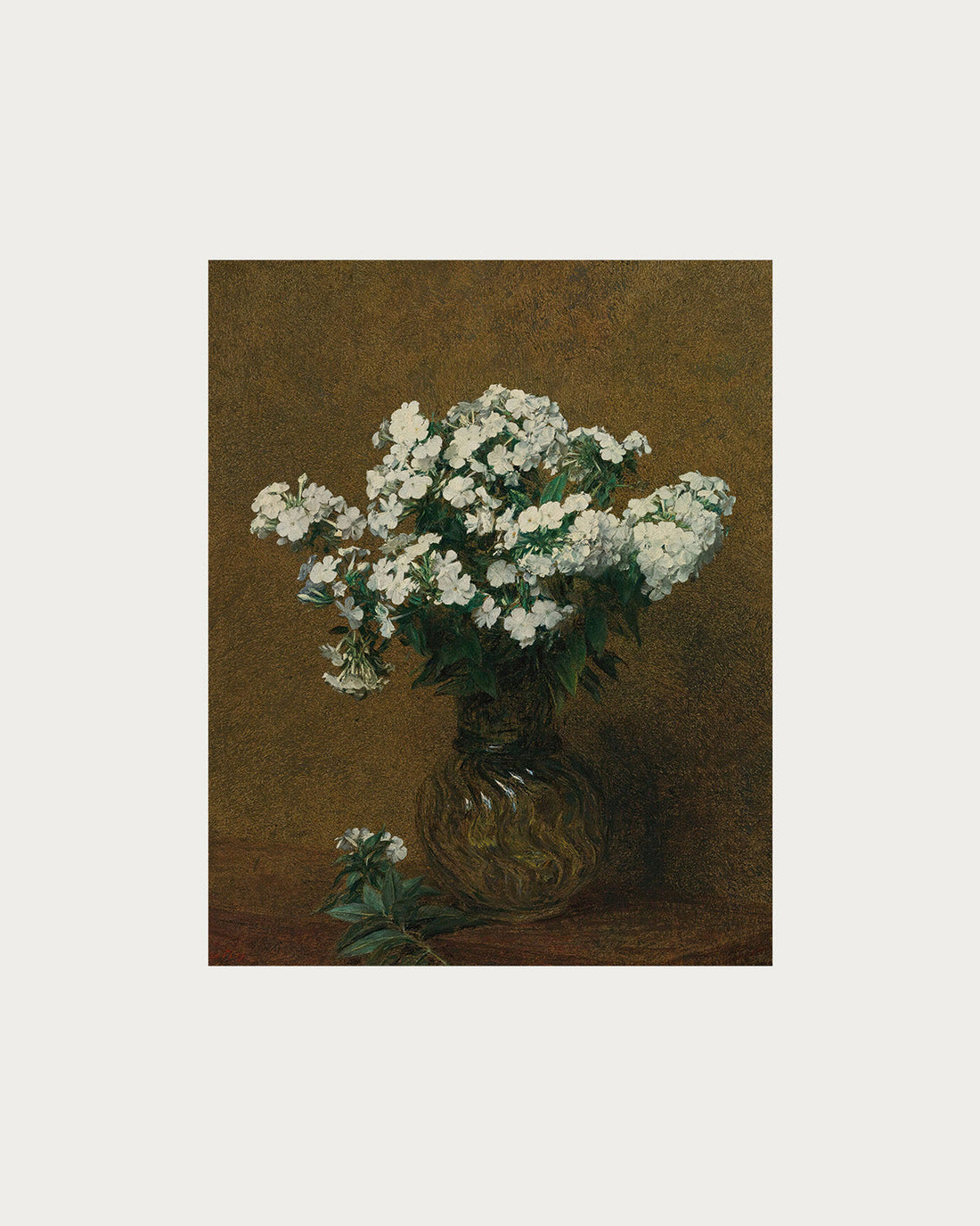 Phlox Blancs Digital Download