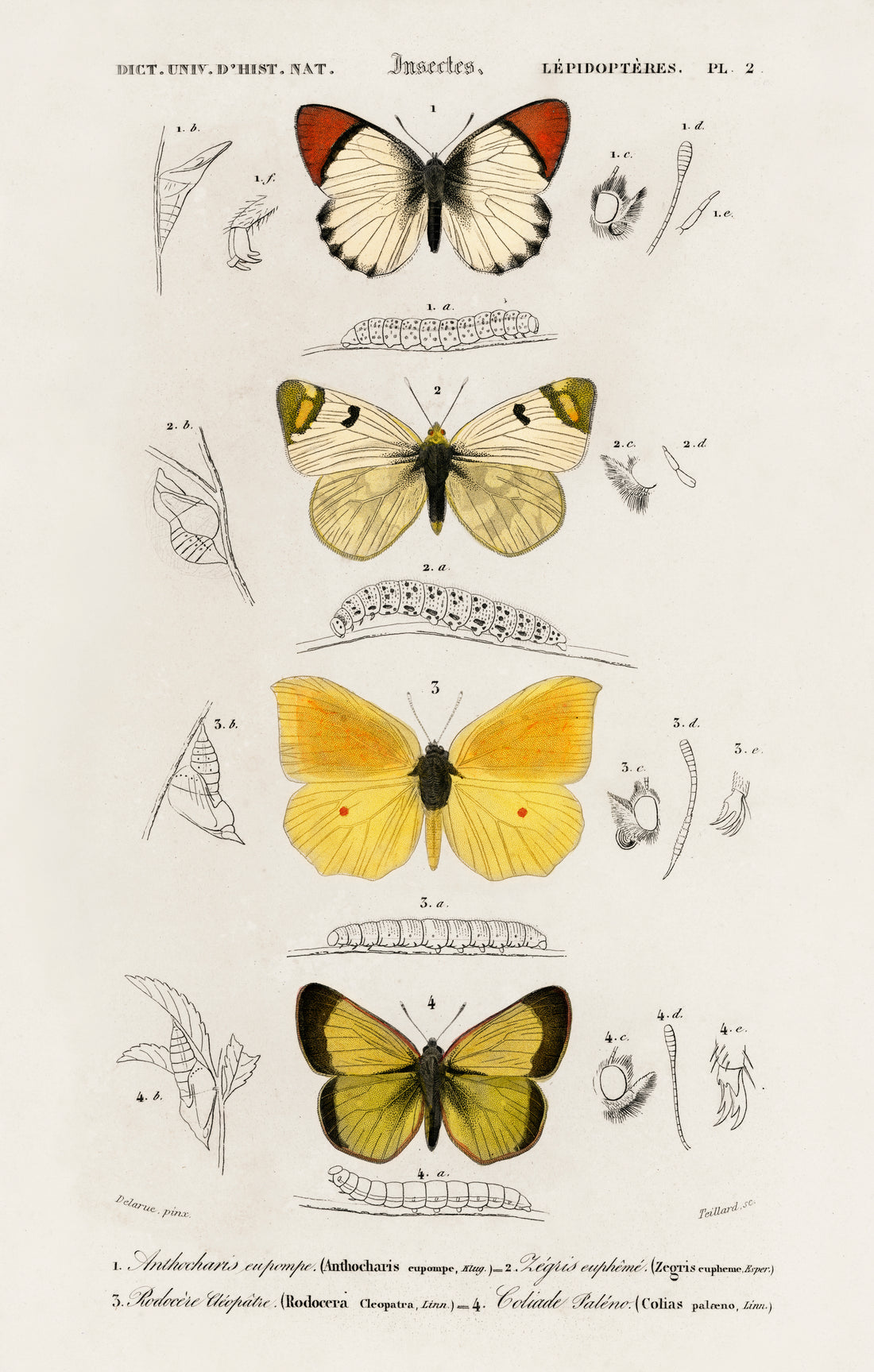 Butterfly Stack Digital Download