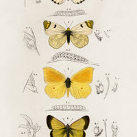 Butterfly Stack Digital Download