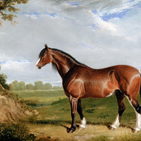 Clydesdale Stallion Digital Download