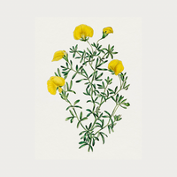Golden Blooms Digital Download