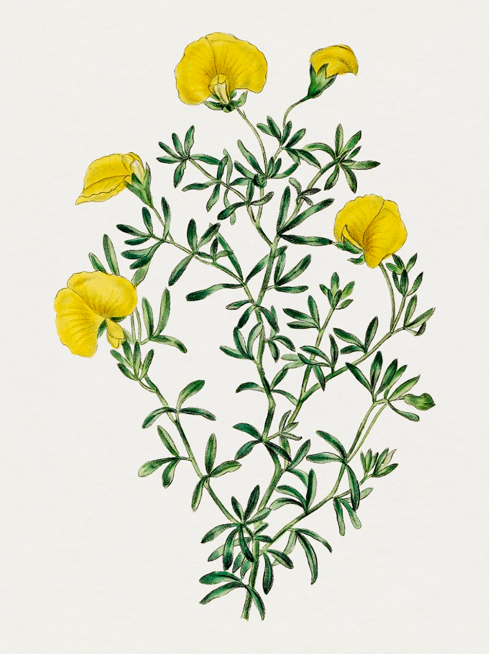 Golden Blooms Digital Download