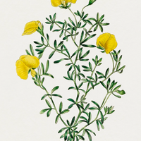 Golden Blooms Digital Download