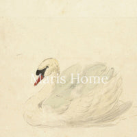 The Swan