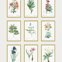 Vintage Botanical Collection