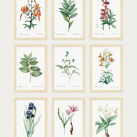 Vintage Botanical Collection