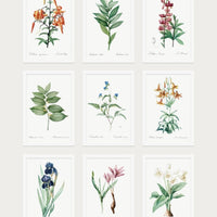 Vintage Botanical Collection