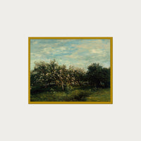 Apple Blossoms