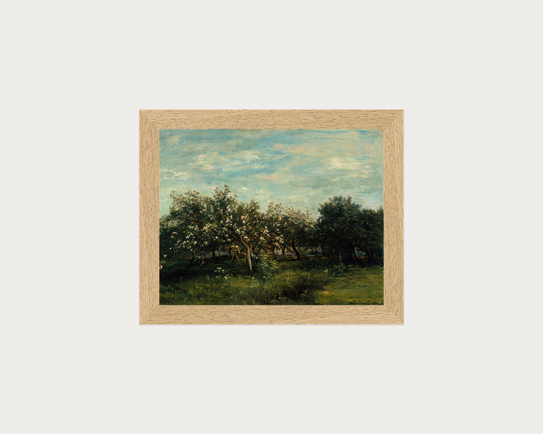 Apple Blossoms