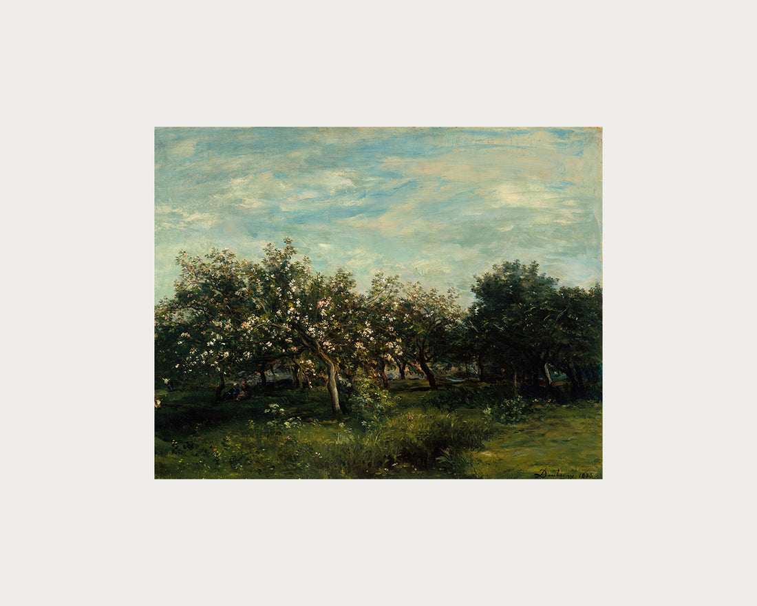 Apple Blossoms