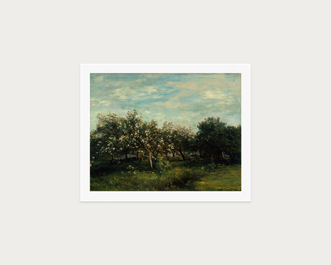 Apple Blossoms