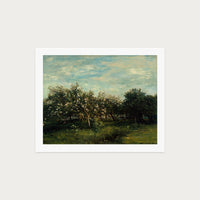 Apple Blossoms