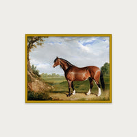 Clydesdale Stallion