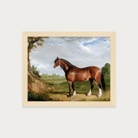 Clydesdale Stallion