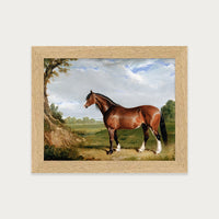 Clydesdale Stallion