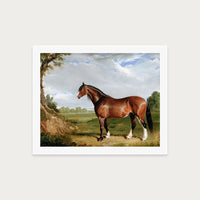 Clydesdale Stallion