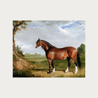 Clydesdale Stallion