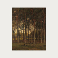 Dawn in the Woods