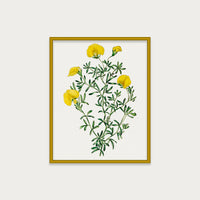 Golden Blooms