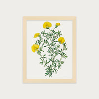 Golden Blooms