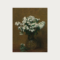Phlox Blancs