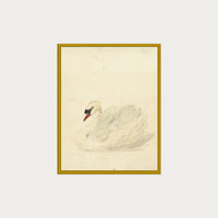 The Swan