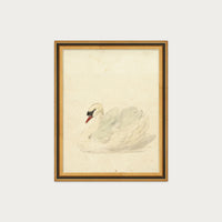 The Swan