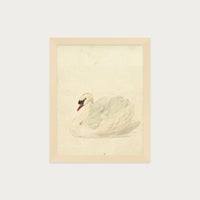 The Swan