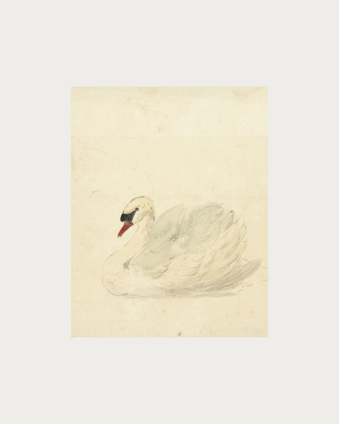 The Swan