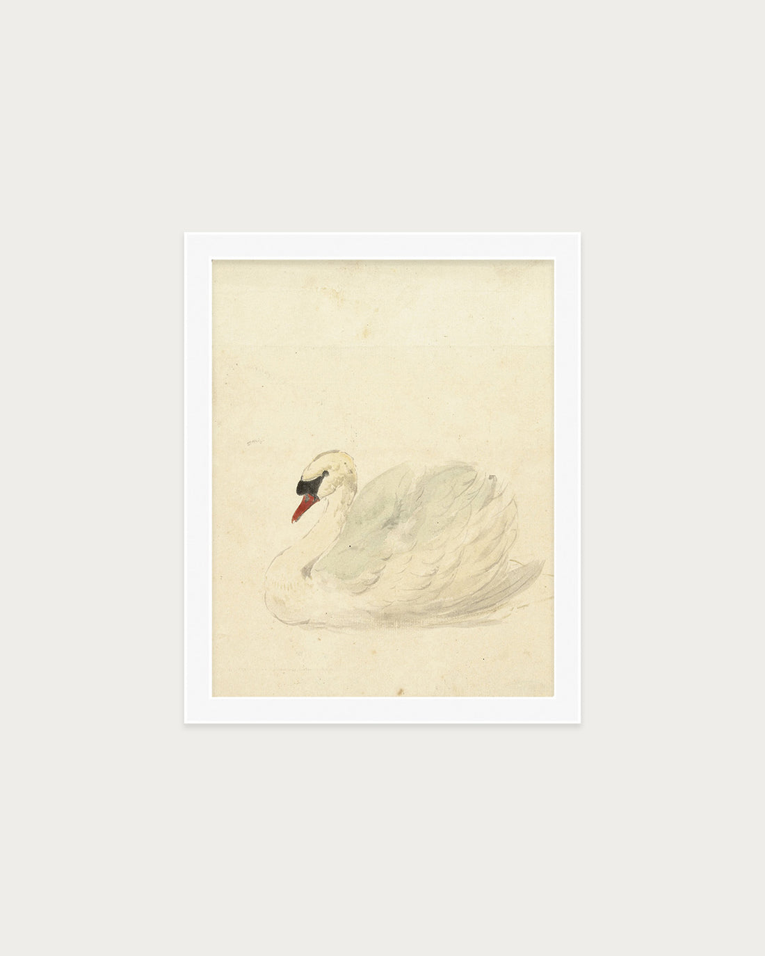 The Swan