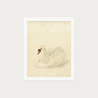 The Swan