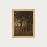 Dawn in the Woods