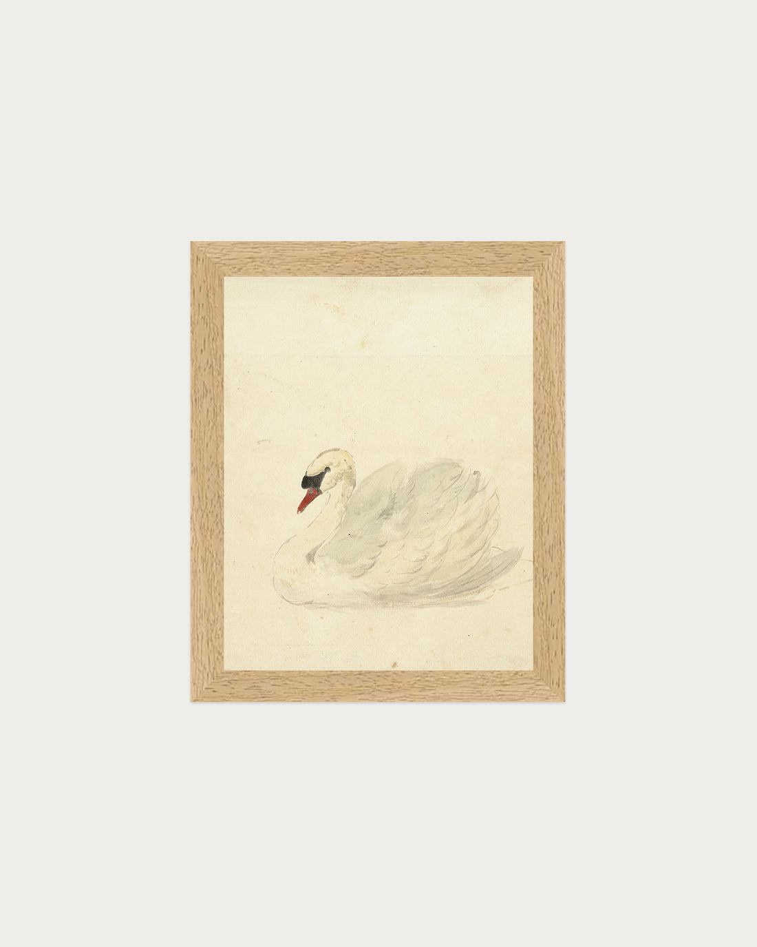 The Swan